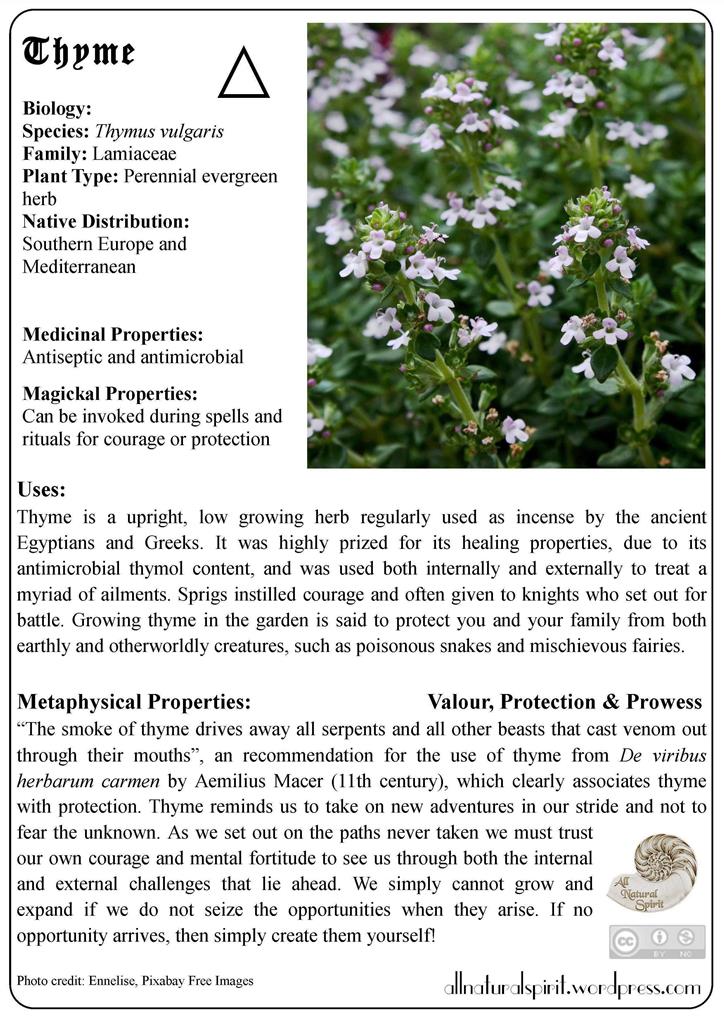 Thyme Courage Valour Protection Bravery Prowess Herbal Lore Magic Metaphysical Meaning Properties Healing Medicinal Materia Medica All Natural Online